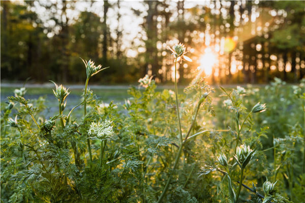 土壤養(yǎng)分檢測(cè)儀