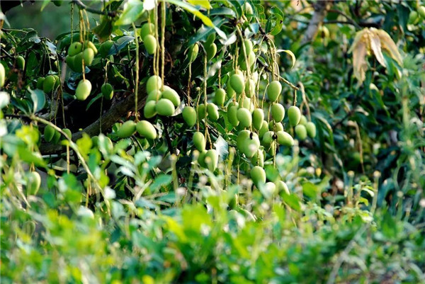 哪一家的土壤養(yǎng)分速測(cè)儀好用？理論功能多少錢一臺(tái)？