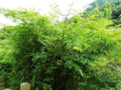 土壤養(yǎng)分測試儀原理是什么？土壤養(yǎng)分測試儀價格得多少錢？