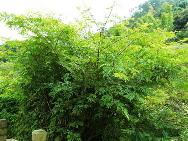 土壤養(yǎng)分測試儀原理是什么？